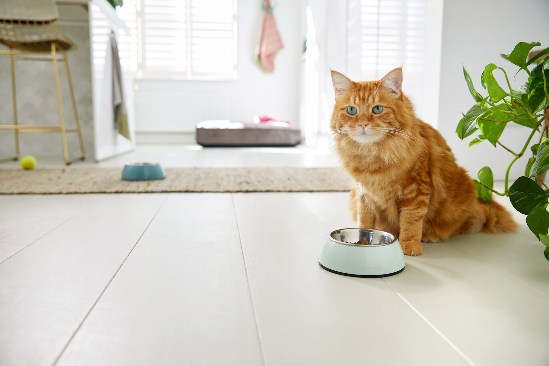 oude kat verminderde eetlust welkoop